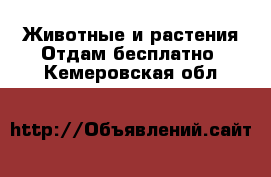 Животные и растения Отдам бесплатно. Кемеровская обл.